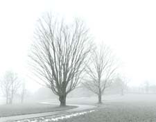 Trees and Driveway in Fog, near Holderness, NH