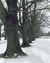 Trees in Snow, Little Farm