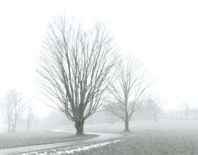 Trees and Driveway in Fog, Holderness, NH
