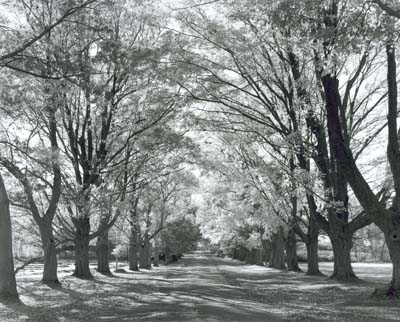 Littles Lane, Autumn, Spencer-Peirce-Little Farm, Newbury, MA