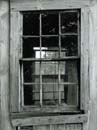 Forests Window