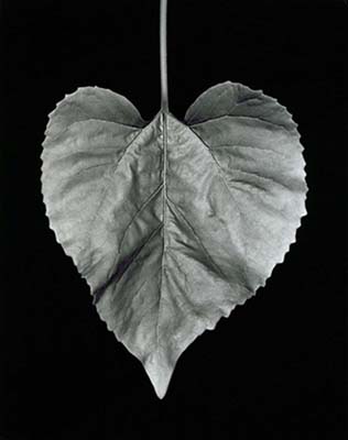 Sunflower Leaf